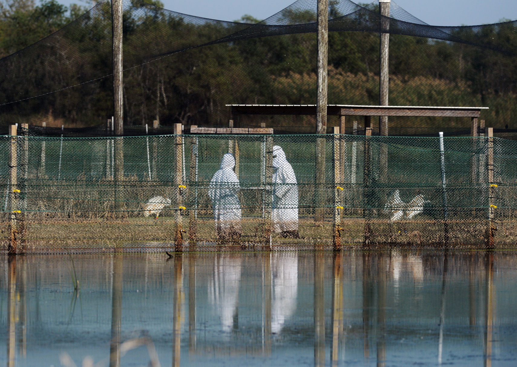 ACA.whoopingcranes12.111617
